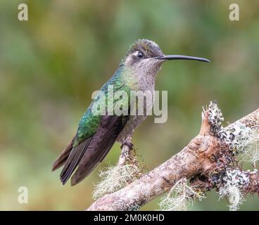 Weiblicher Talamanca-Hummingbird, der auf einem Ast in einem Garten in costa rica sitzt Stockfoto
