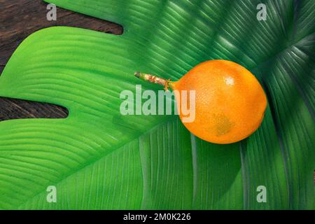 Kolumbianische tropische Frucht Granadilla - Passiflora ligularis Stockfoto