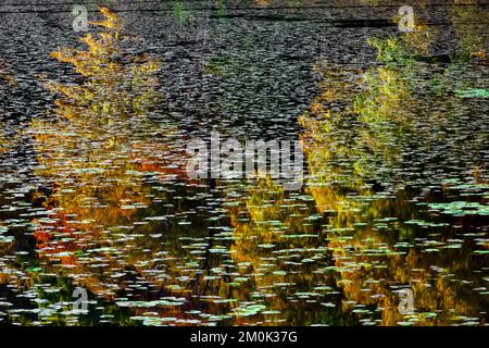 Egypt Mills Pond in der Delsaware Water Gap Nationsal Recreation Area, Pennsylvania, ist ein beliebtes Gebiet für Wildtiere und gilt als ein bedeutendes Vogelgebiet. Stockfoto