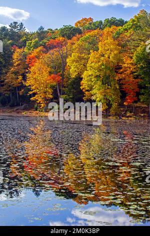 Egypt Mills Pond in der Delsaware Water Gap Nationsal Recreation Area, Pennsylvania, ist ein beliebtes Gebiet für Wildtiere und gilt als ein bedeutendes Vogelgebiet. Stockfoto