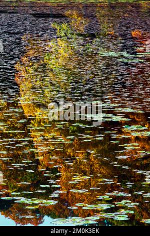 Egypt Mills Pond in der Delsaware Water Gap Nationsal Recreation Area, Pennsylvania, ist ein beliebtes Gebiet für Wildtiere und gilt als ein bedeutendes Vogelgebiet. Stockfoto