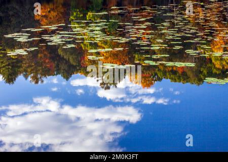 Egypt Mills Pond in der Delsaware Water Gap Nationsal Recreation Area, Pennsylvania, ist ein beliebtes Gebiet für Wildtiere und gilt als ein bedeutendes Vogelgebiet. Stockfoto