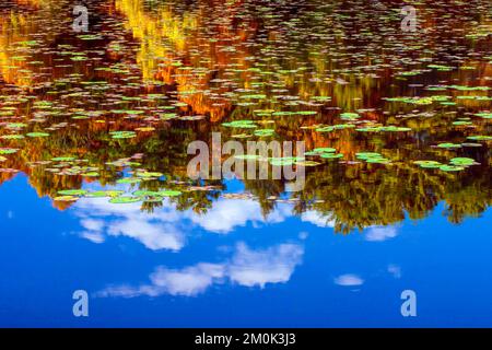 Egypt Mills Pond in der Delsaware Water Gap Nationsal Recreation Area, Pennsylvania, ist ein beliebtes Gebiet für Wildtiere und gilt als ein bedeutendes Vogelgebiet. Stockfoto