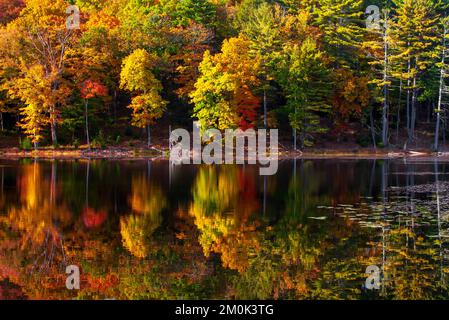 Egypt Mills Pond in der Delsaware Water Gap Nationsal Recreation Area, Pennsylvania, ist ein beliebtes Gebiet für Wildtiere und gilt als ein bedeutendes Vogelgebiet. Stockfoto