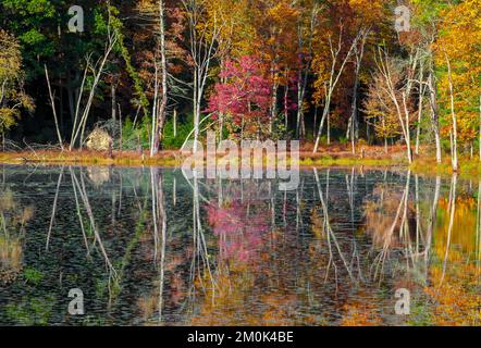 Egypt Mills Pond in der Delsaware Water Gap Nationsal Recreation Area, Pennsylvania, ist ein beliebtes Gebiet für Wildtiere und gilt als ein bedeutendes Vogelgebiet. Stockfoto