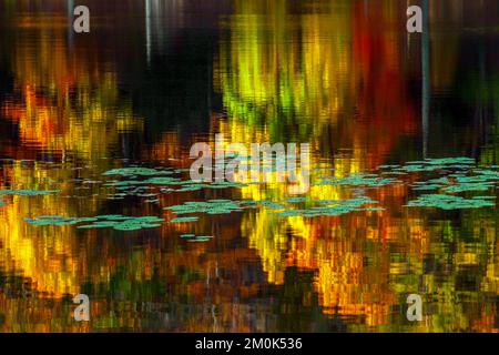 Egypt Mills Pond in der Delsaware Water Gap Nationsal Recreation Area, Pennsylvania, ist ein beliebtes Gebiet für Wildtiere und gilt als ein bedeutendes Vogelgebiet. Stockfoto