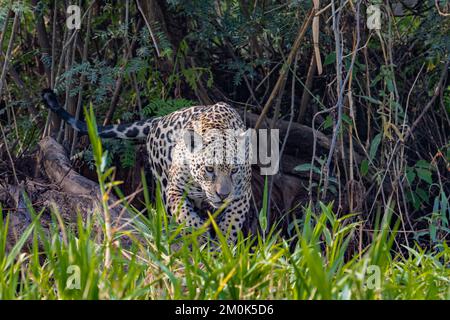 Jaguar schlängelt sich im Pantanal-Gesicht durch den Dschungel Stockfoto