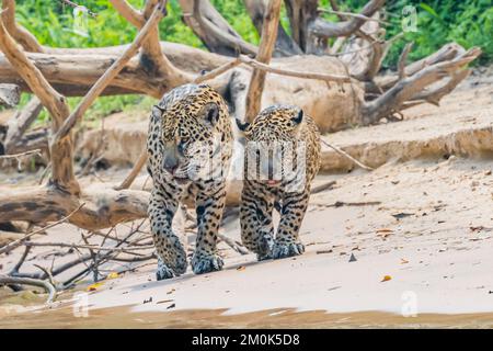 Eine Jaguar-Frau und ihr Junges, die am Ufer des flusses cuiaba spazieren gehen. Stockfoto