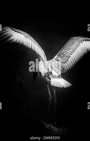 Schwarzweißbild eines Jabiru-Storchs mit Flügeln vor dem Flug Stockfoto