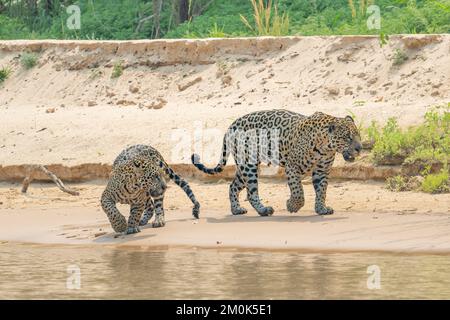 Weibliche jaguar und Junges, die am Ufer des Flusses im Pantanal spazieren gehen Stockfoto