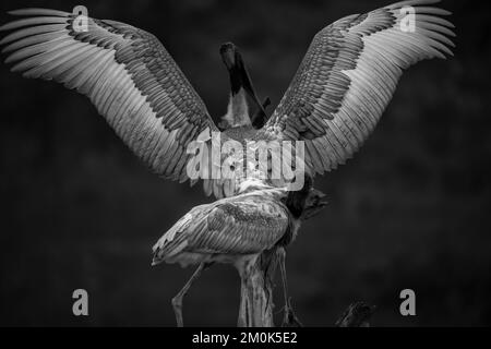 Jabiru-Storch und Jungtieren auf einem Nest im Pantanal - Flügel weit auseinander - schwarz und weiß Stockfoto