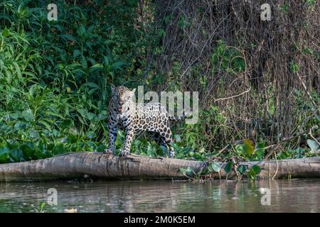 Jaguar steht auf einem gefallenen Baumstamm am Flussufer und brütet nach Beute Stockfoto