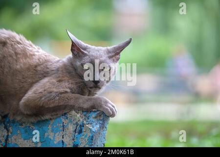 Große grau wütend aussehende Sphinx Rasse streunende Katze ruht auf dem Steet im Sommer im Freien Stockfoto