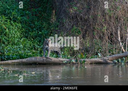 Jaguar Besichtigung der Umgebung, während Sie auf einem umgestürzten Baumstamm stehen Stockfoto