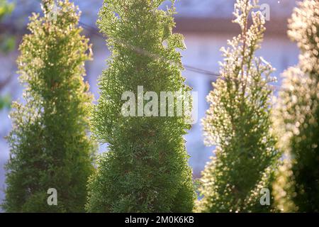 Immergrüne dekorative Thuja-Bäume wachsen vor dem Haus oder im Hinterhof. Garten- und Landschaftskonzept Stockfoto