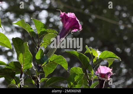 Datura-Metallfabrik im Garten. Thornapple, Teufelstrompete, Engelstrompete. Stockfoto