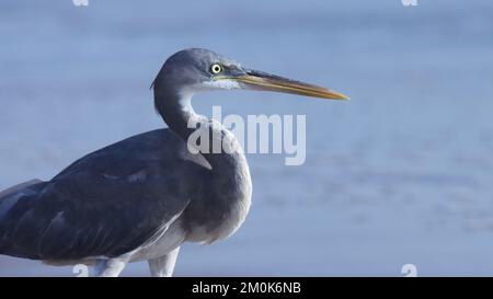 Westlicher Riffreiher, westlicher Riffreiher, Egretta gularis, Vogel, Nahaufnahme. Stockfoto