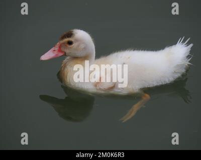 Moschusente oder kreolische Ente, die in einem ruhigen Teich mit grauem grünem Wasser schwimmt. Von oben fotografiert. Stockfoto