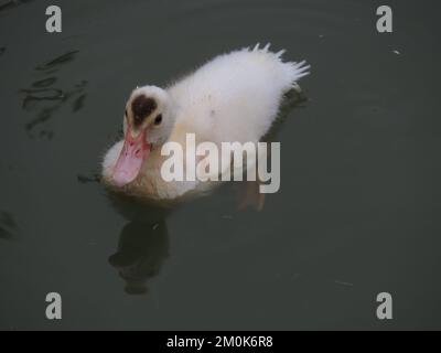 Moschusmuscheln oder kreolische Entenküken, die vor der Kamera in einem ruhigen Teich mit grauem grünem Wasser schwimmen. Fotografiert von oben in Spring, Texas. Stockfoto