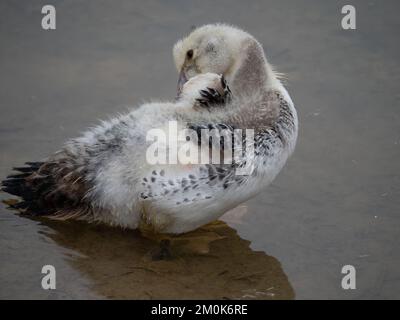 Moschusmuscheln oder kreolische Entenküken, die ihre Federn putzen, während sie in einem ruhigen, flachen Teich mit grauem grünem Wasser stehen. Fotografiert von oben im Frühling, Tex Stockfoto