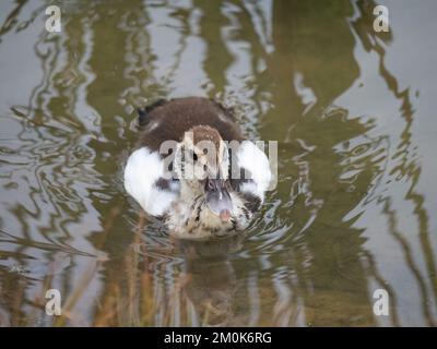 Moschusmuscheln oder kreolische Entenküken mit Wassertropfen auf dem Kopf treiben in einem stillen Teich mit grünem Wasser. Das Entlein zeigt in die Kamera. Fotografiert Stockfoto