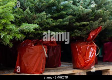 Köln, Deutschland. 24.. November 2022. Weihnachtsbäume mit Wurzeln in Töpfen, die später gepflanzt werden, befinden sich auf Paletten in einem Toom Baumarkt. Kredit: Rolf Vennenbernd/dpa/Alamy Live News Stockfoto