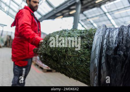 Köln, Deutschland. 24.. November 2022. Ein Weihnachtsbaum wird in einem Baumarkt aufgestellt. (An dpa: „Nachhaltiges Weihnachten: Welcher Baum ist der beste für die Umwelt?“) Kredit: Rolf Vennenbernd/dpa/Alamy Live News Stockfoto