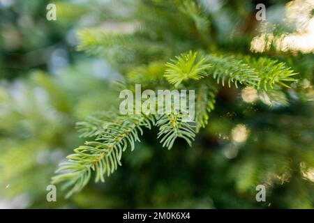 Köln, Deutschland. 24.. November 2022. Ein Weihnachtsbaum aus Kunststoff (PVC) wird in einem Baumarkt verkauft. (An dpa: „Nachhaltiges Weihnachten: Welcher Baum ist der beste für die Umwelt?“) Kredit: Rolf Vennenbernd/dpa/Alamy Live News Stockfoto