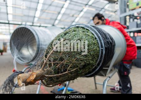 Köln, Deutschland. 24.. November 2022. Ein Weihnachtsbaum wird in einem Baumarkt aufgestellt. (An dpa: „Nachhaltiges Weihnachten: Welcher Baum ist der beste für die Umwelt?“) Kredit: Rolf Vennenbernd/dpa/Alamy Live News Stockfoto