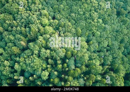 Von oben nach unten flache Luftaufnahme des dunklen üppigen Waldes mit grünen Bäumen Vordächern im Sommer Stockfoto