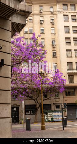 Leuchtend lilafarbener Jacarandabaum in Buenos Aires Stockfoto