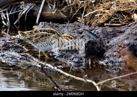 Ein gemeiner Snipe „Gallinago gallinago“, ein Küstenvögel, der in einem Feuchtgebiet im ländlichen Alberta, Kanada, forscht. Stockfoto