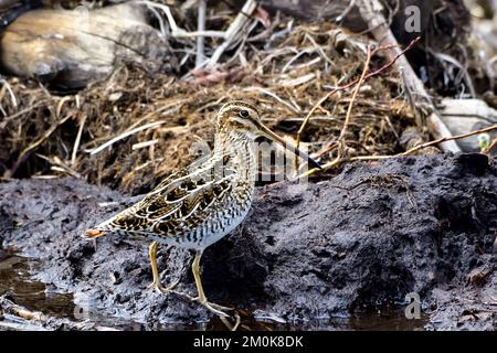 Ein gemeiner Snipe „Gallinago gallinago“, ein Küstenvögel, der in einem Feuchtgebiet im ländlichen Alberta, Kanada, forscht. Stockfoto