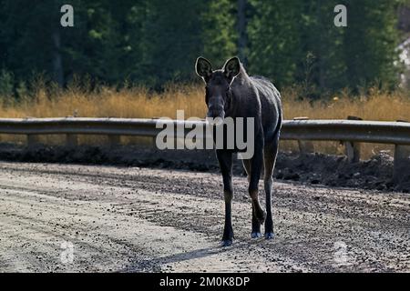 Ein Kuhelch „Alces alces“, der im ländlichen Alberta, Kanada, auf einer unbefestigten Straße spaziert Stockfoto