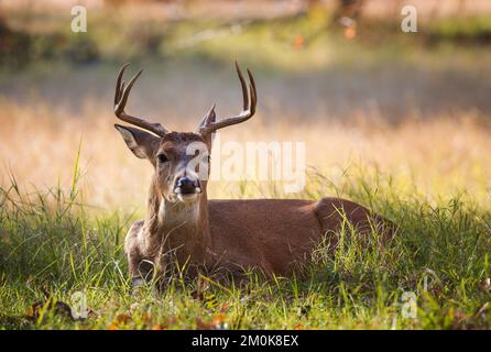 Junger Weißwedelhirsch, männlicher Bock, lag im Gras an einem wunderschönen Herbsttag in Texas. Nahaufnahme. Stockfoto