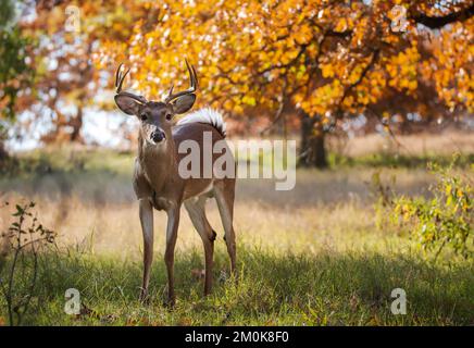 Junger Weißwedelhirsch, männlich, Bock, im Wald an einem wunderschönen Herbsttag in Texas Stockfoto