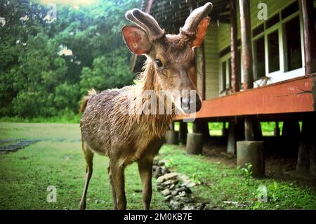 Ein gewohnter Javanerrusa sucht in einem Gästehaus auf Peucang Island, Ujung Kulon National Park, Pandeglang, Banten, Indonesien. Stockfoto