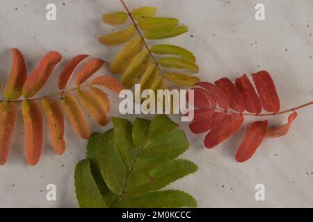 Vierfarbige bunte Blätter im Herbst Stockfoto