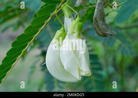 Unvergesslicher Summierender Vogel Sesban Agasta aus Thailand. Es hat Eigenschaften, die Krankheiten widerstehen. Stockfoto