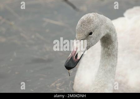 Ein Kopfschuss eines jungen Whooper Swan, Cygnus cygnus, schwimmt auf einem See. Stockfoto