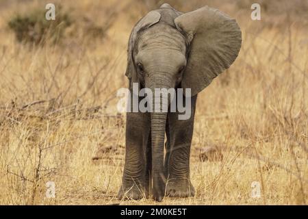 Afrikanischer Baby-Elefant (Loxodonta africana) Nahaufnahme mit Kamera oder Gesicht auf mit einem Ohrschlag im Kruger-Nationalpark, Südafrika Stockfoto