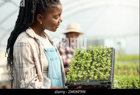 Junge Farmer, die ihre Setzlinge überprüfen. Ein afroamerikanischer Bauer, der ein Tablett mit wachsenden Setzlingen in der Hand hält. Ein Bauer, der Kräuter in einem Garten anbaut. Bauer arbeitet Stockfoto