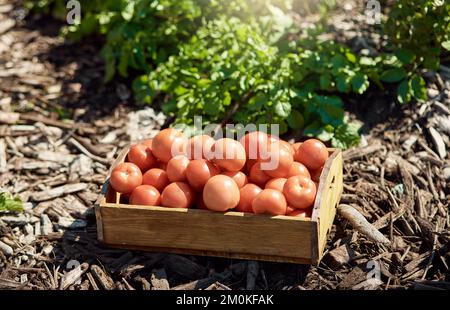 Eine Kiste frischer reifer Tomaten. Kiste mit geernteten Tomaten. Bio-Tomaten in einer Schachtel. Tomaten in einer Kiste im Garten. Frische, rohe Tomaten in einem Stockfoto