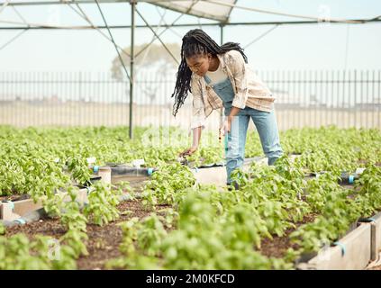 Ein Bauer, der ihren Garten bewässern will. Junger Bauer, der den Wasserhahn öffnet. Ein afroamerikanischer Bauer, der seine Pflanzen mit einem Schlauch bewässert. Fokussierter Bauer in ihr Stockfoto