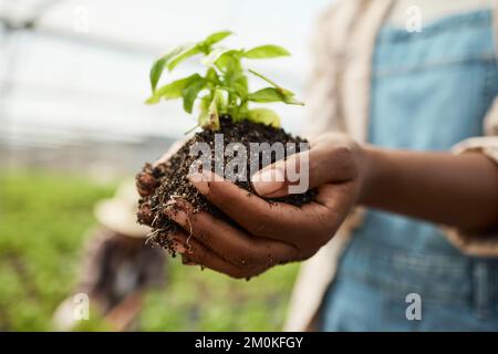 Nahaufnahme von Landwirten mit bebautem Boden. Hände von Landwirten, die die Keimpflanze im Boden halten. Bauer, der Erde mit wachsender Pflanze hält. afroamerikaner Stockfoto