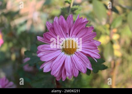 Rosa Gerbera Blume im Garten. Stockfoto