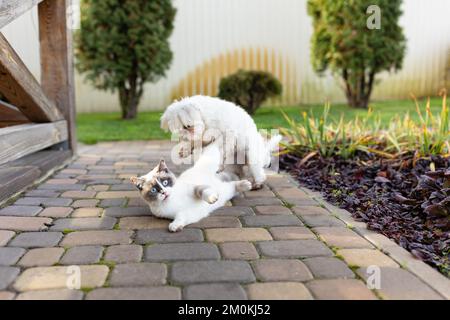 Hund und Katze spielen zusammen. Katze und Hund liegen draußen im Hof. Hund und Katze beste Freunde. Stockfoto