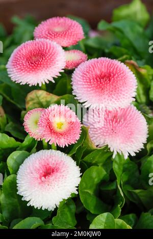 Bellis perennis Tasso Erdbeeren und Sahne, Tasso-Serie, Bommeln wie zweifarbige Blumen Stockfoto