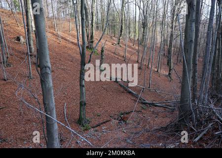 Silber - Beech Tree trunks gegen die trockenen Blätter Stockfoto