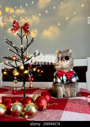 Die schottische, gerade graue Katze zu Hause auf dem Bett feiert ein frohes Weihnachten und Neujahr in einem Hemd und einer roten Krawatte, Gläser ein dekorativ dekorierter Weihnachtsbaum am 25. Dezember 2023. Stockfoto